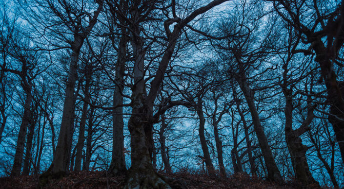 Location scouting (Sudetenland - northern Czechia ancient oak forest)