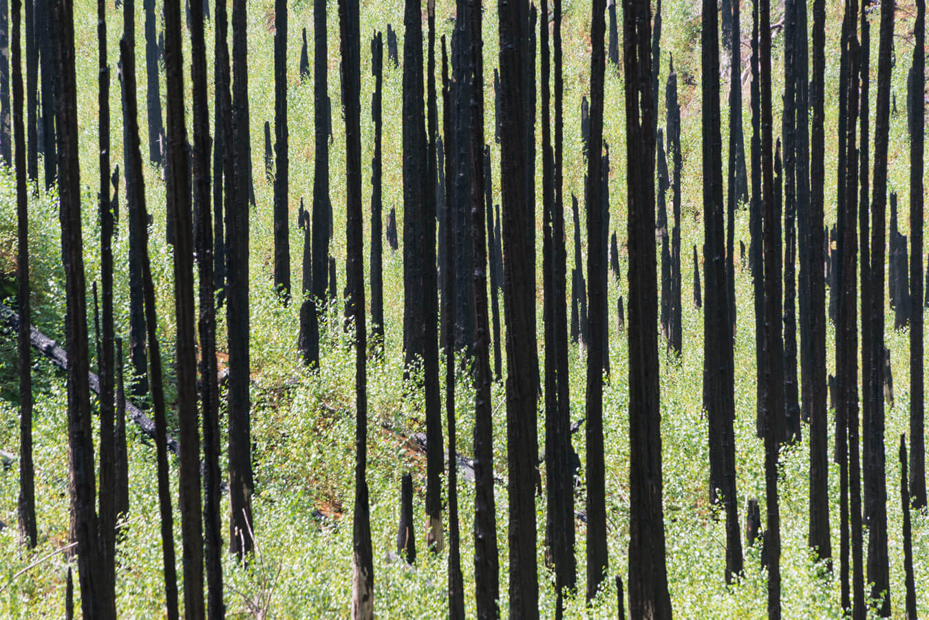 České Švýcarsko nature reserve photos for Artbiom.cz